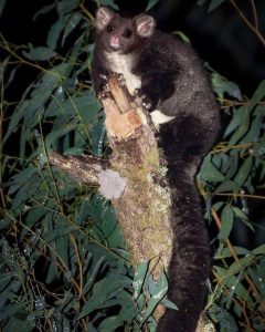 Greater Glider (Justin Cally)