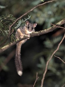 Leadbeater's Possum (Tim Bawden)