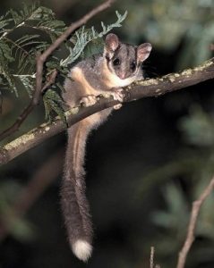Leadbeater's Possum