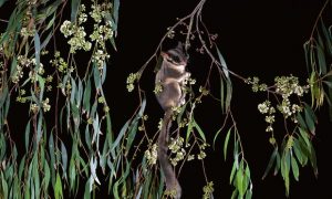 Leadbeater's Possum